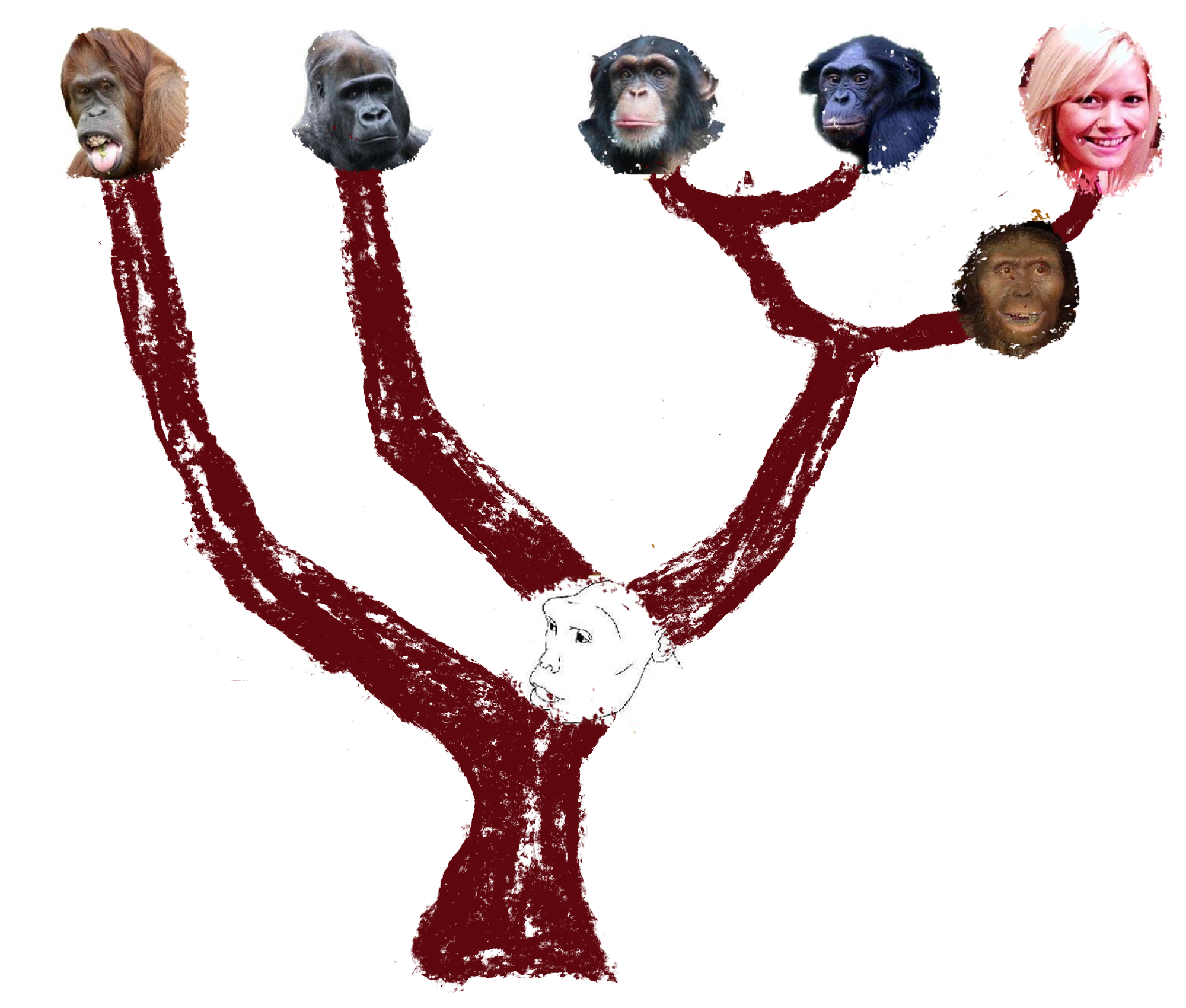 Evolutionary tree showing relationships between primates and modern humans